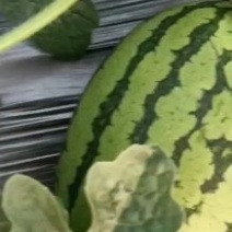 早春红玉，大量上市！保质保量，欢迎需要的老板前来采购！
