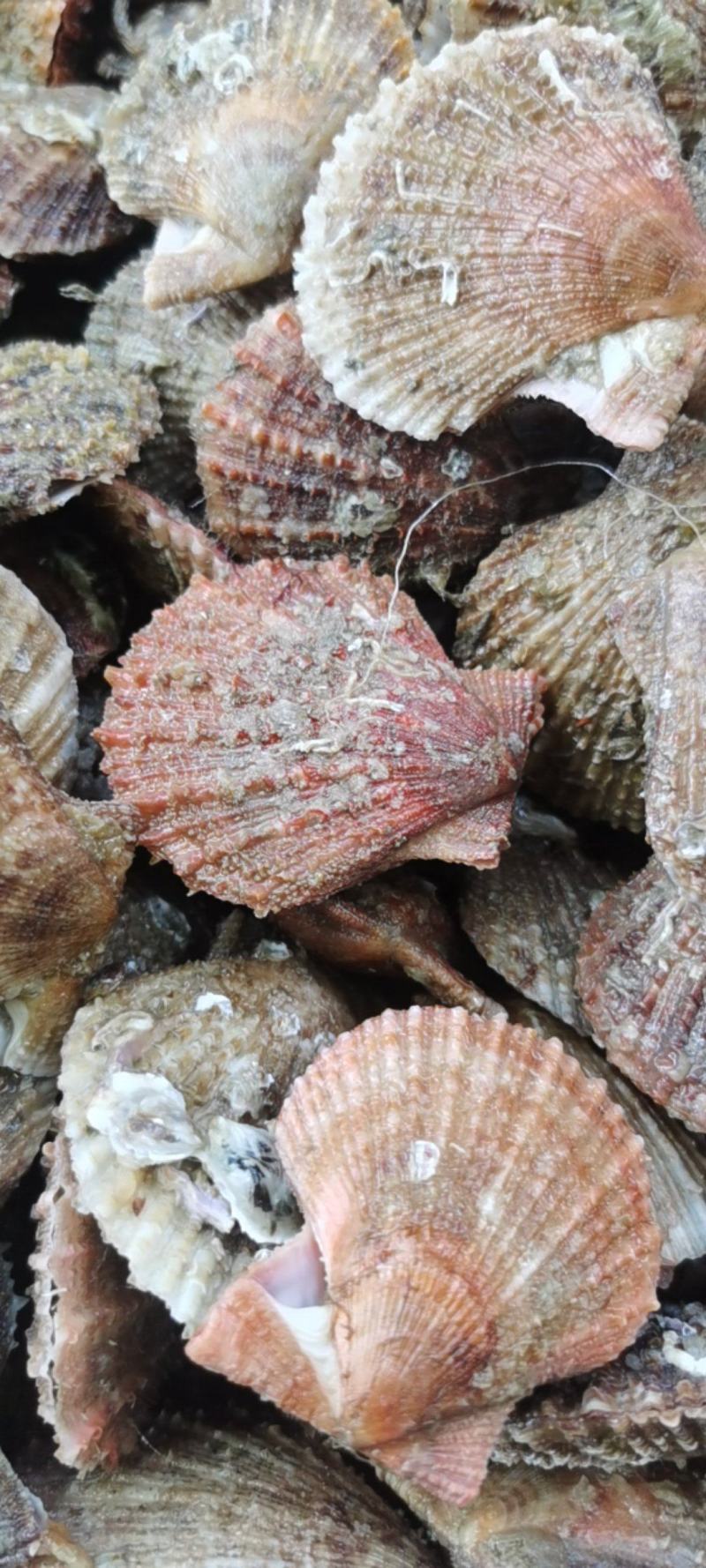 刺贝小红贝栉孔贝鲜活发货量大价优