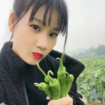 广西精品二号杭椒大量上市了，表皮软靓，长条大个均匀