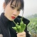 广西精品二号杭椒大量上市了，表皮软靓，长条大个均匀