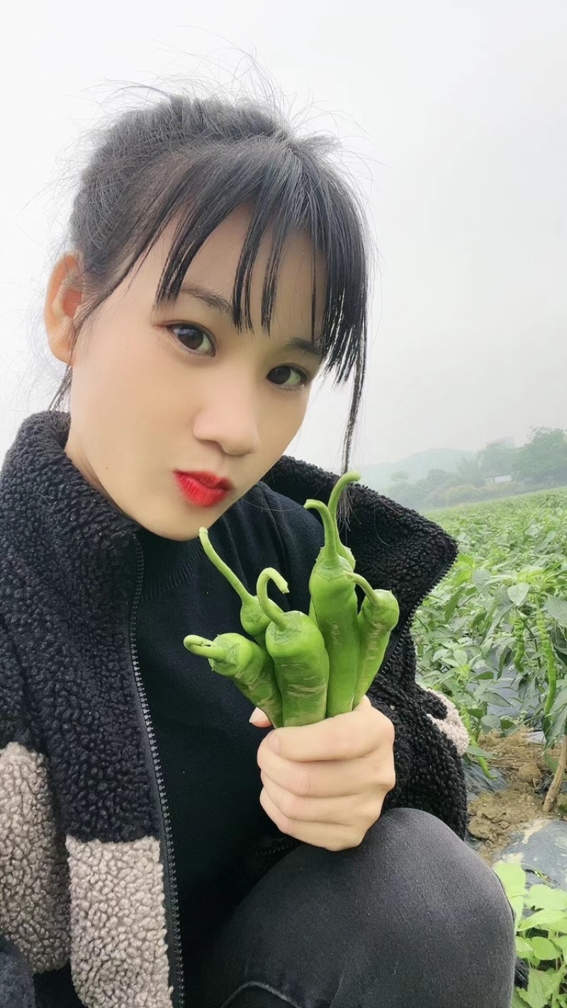 广西精品二号杭椒大量上市了，表皮软靓，长条大个均匀