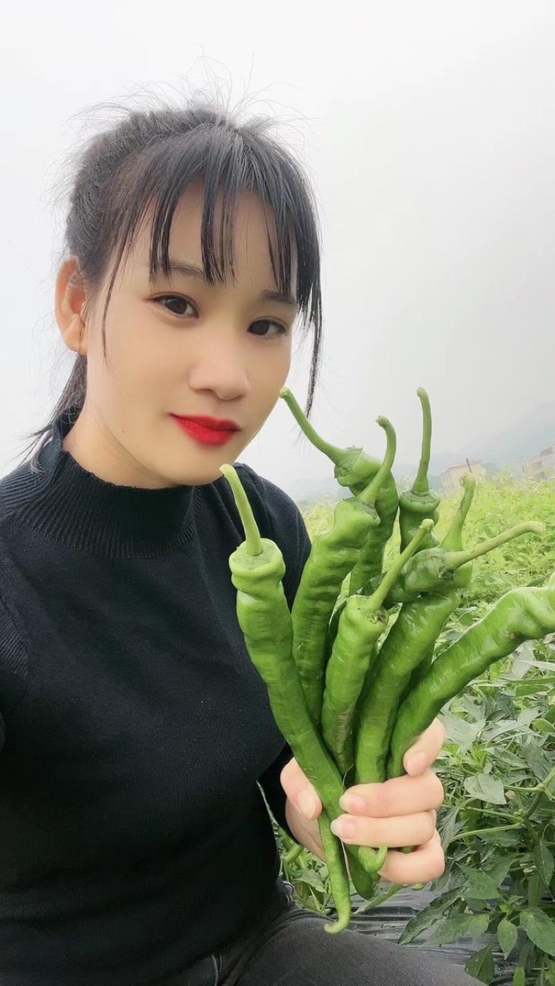 广西精品二号杭椒大量上市了，表皮软靓，长条大个均匀