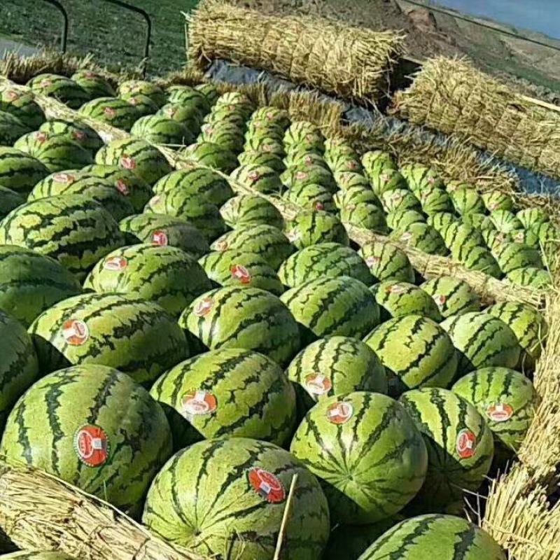 中卫硒砂瓜产地直供皮薄多汁欢迎咨询可视频看货代发全国