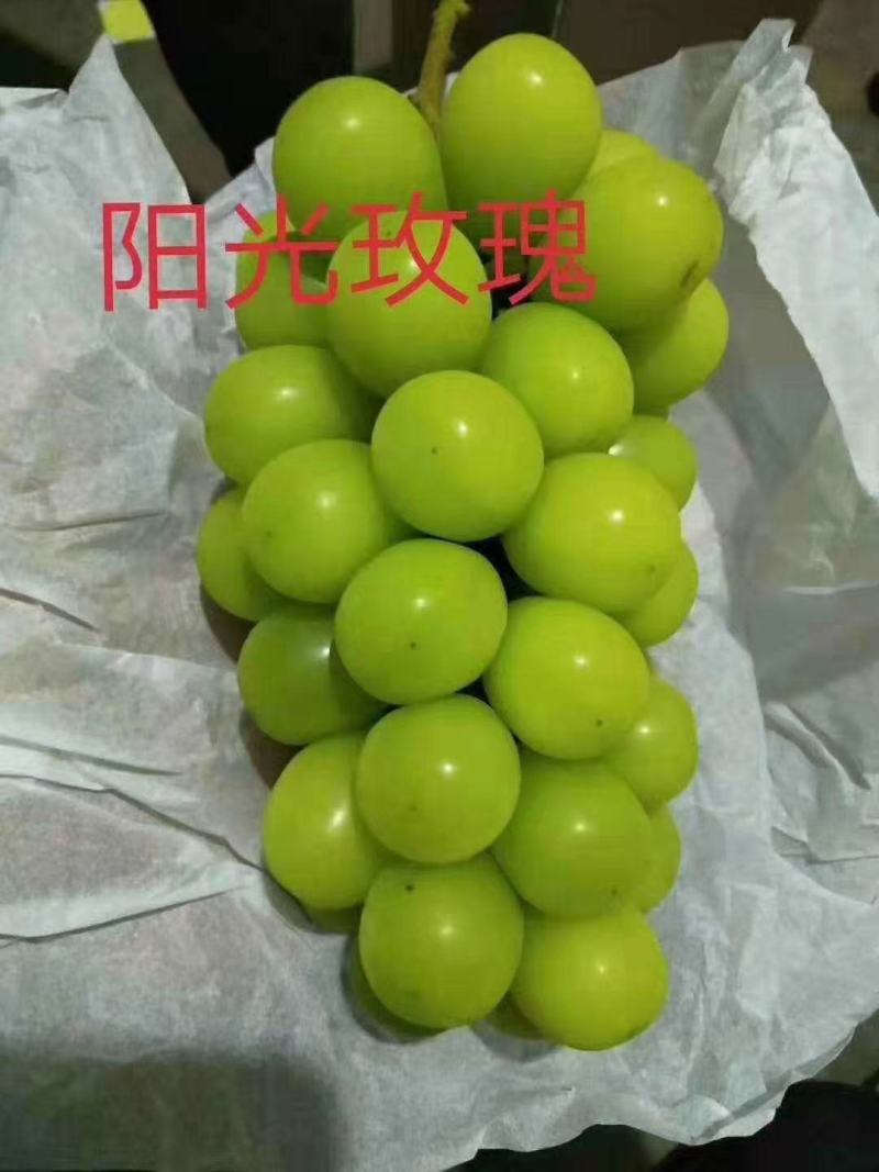 正宗晴王阳光玫瑰葡萄苗，大粒又香又甜保纯保活量大优惠