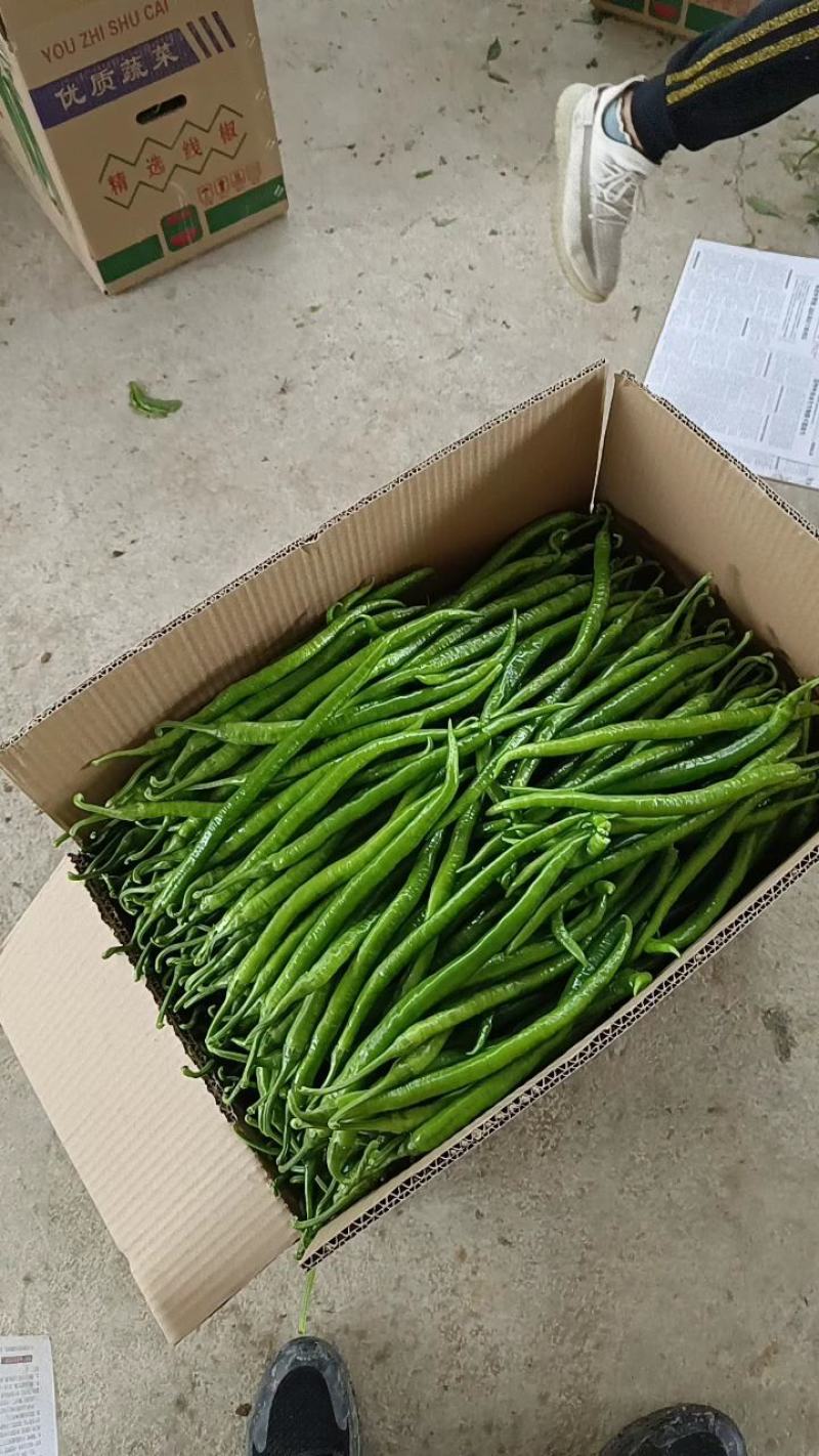 广西辣椒线椒大量上市2号杭椒，3号，8号线55号2荆条，螺线