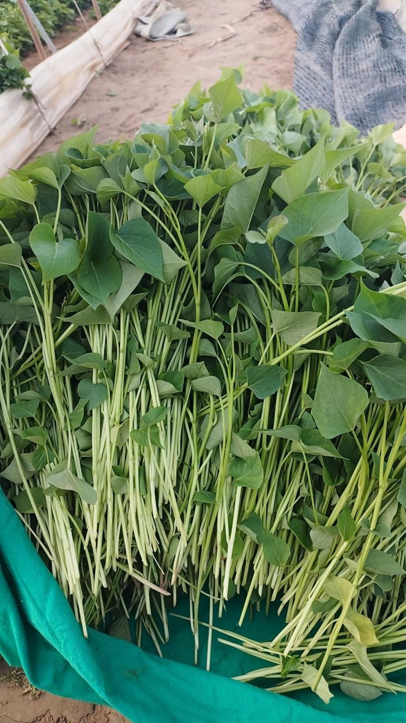 秦薯五号脱毒红薯苗