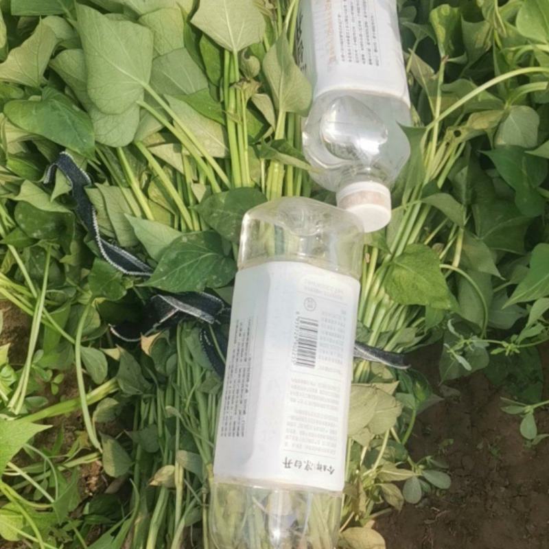 脱毒原种商薯苗