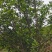 六年油茶树马上进入丰产期