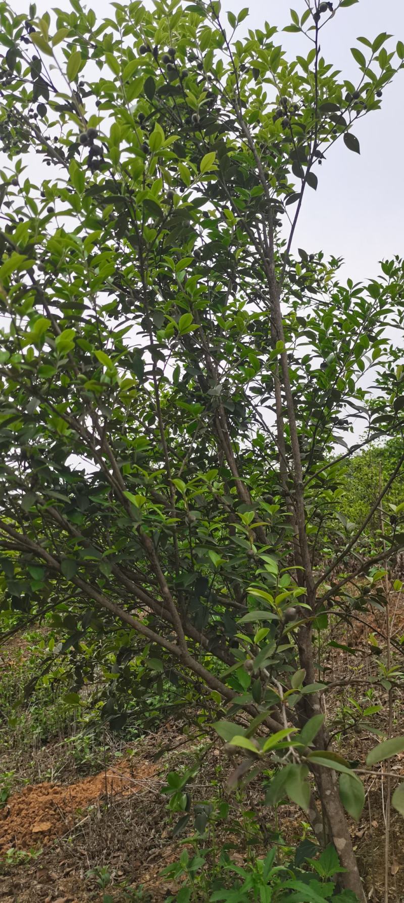 六年油茶树马上进入丰产期