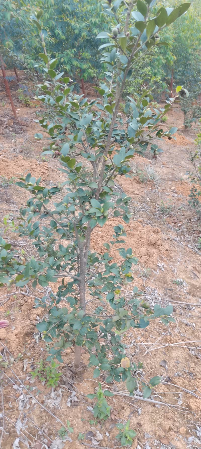 六年油茶树马上进入丰产期