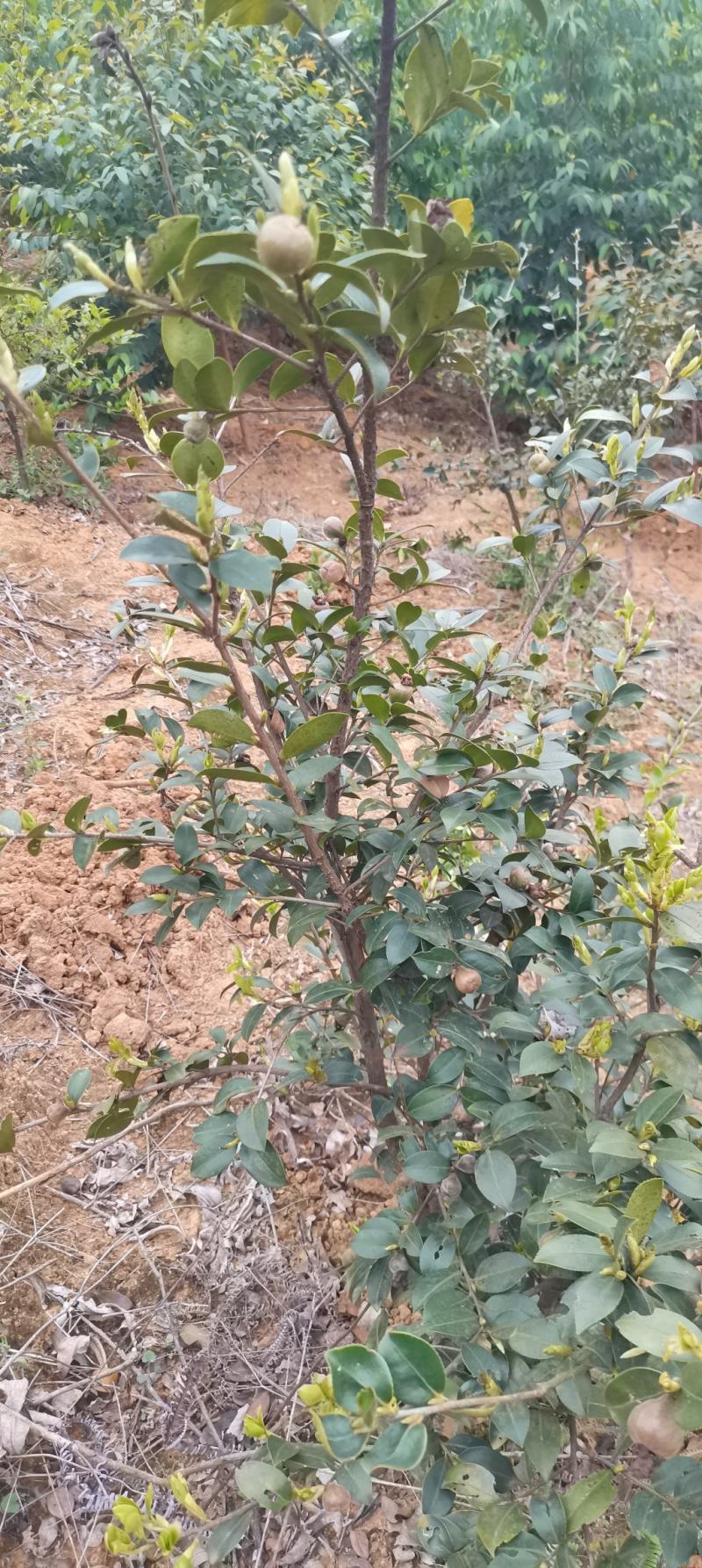 六年油茶树马上进入丰产期