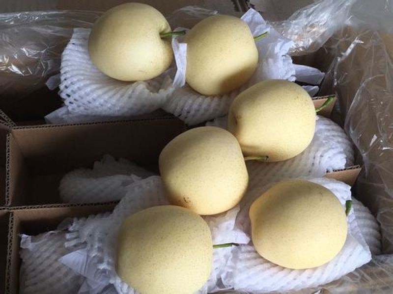 【优选精品】皇冠梨货源充足，全国代发现摘现发
