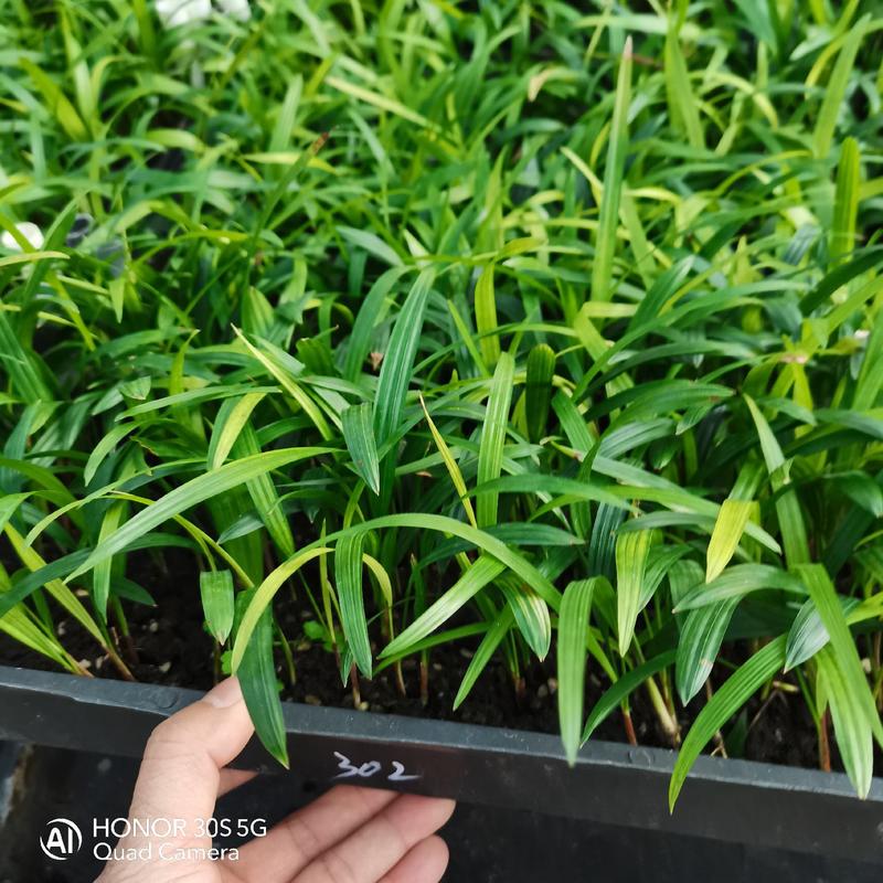大叶棕竹筛苗广州发货，叶片绿根系发达，欢迎大家咨询来电。