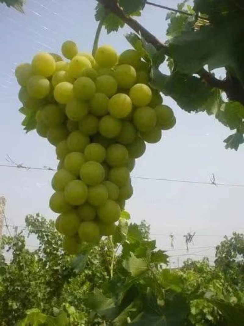 宁夏大青葡萄