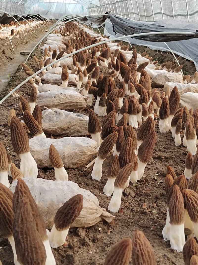 羊肚菌菌种少面积试种零售送种植管理技术资料包回收