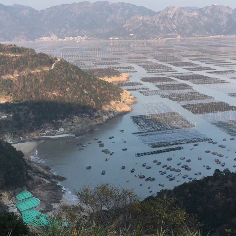 特价霞浦头水紫菜、福建特产野生天然紫菜干货园型散装紫菜包