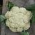 松花65花椰菜种子早中熟耐热耐湿高品质花梗浅绿色松大