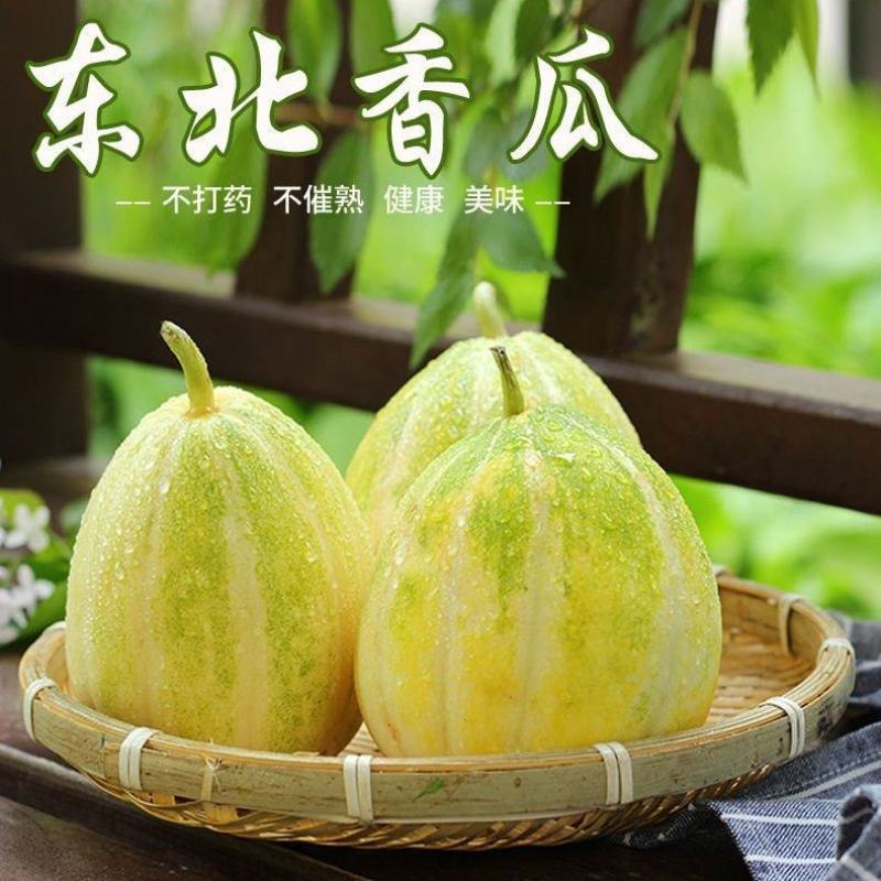 顺丰一件代发京蜜香瓜东北甜瓜支持电商主播