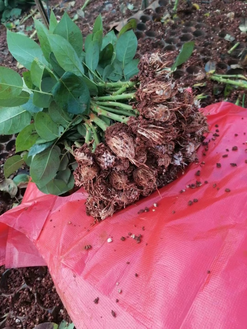 基地直供【爱丽丝】多头玫瑰小苗盆栽花卉种苗扦插苗四季开花