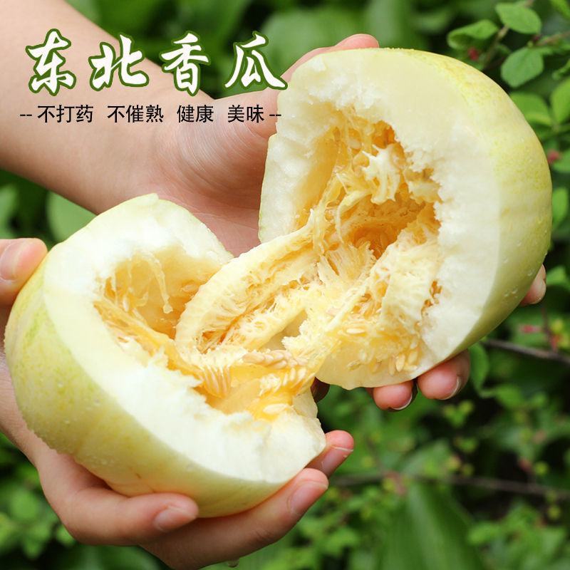 顺丰一件代发京蜜香瓜东北甜瓜支持电商主播