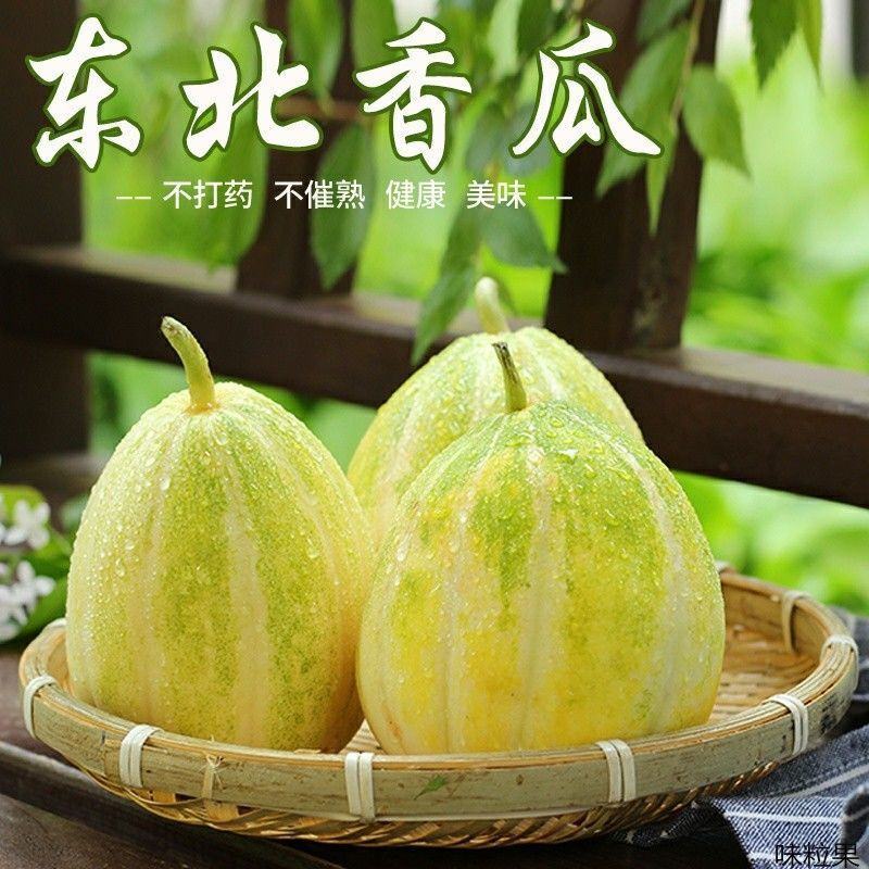 顺丰一件代发京蜜香瓜东北甜瓜支持电商主播