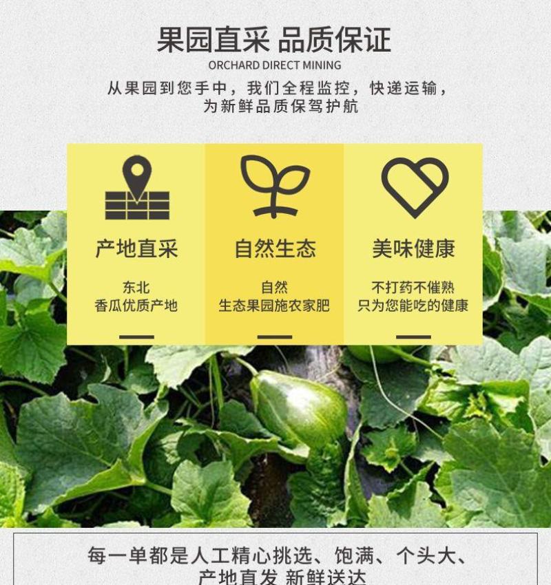 顺丰一件代发京蜜香瓜东北甜瓜支持电商主播