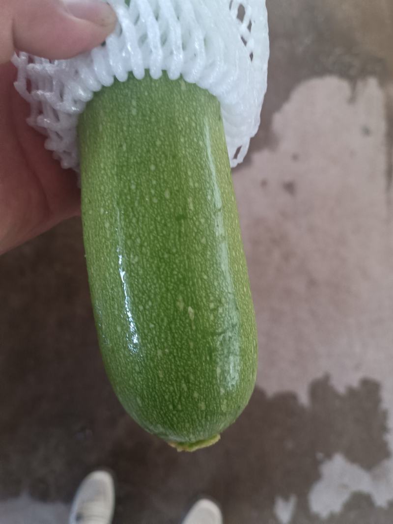 云南高原精品小瓜