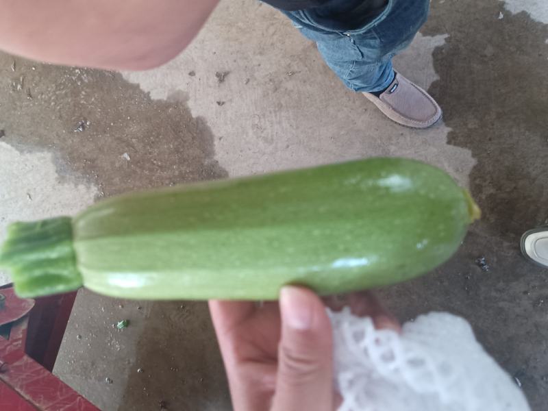 云南高原精品小瓜