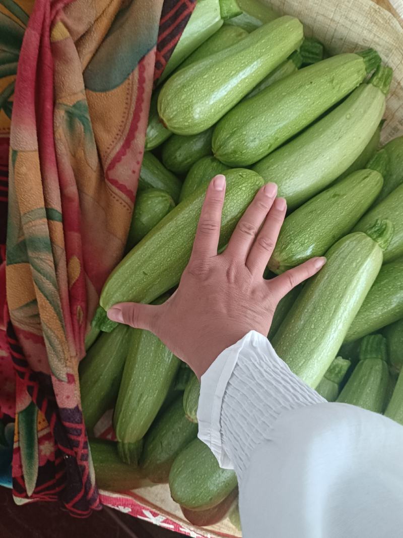 云南高原精品小瓜