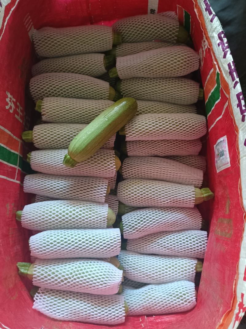 云南高原精品小瓜