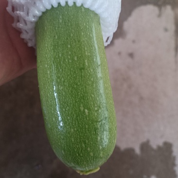 云南高原精品小瓜