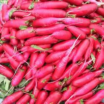 红皮萝卜山东萝卜现货速发大量供应0.4斤起步到八两，精品
