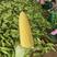 〈推荐〉精品太阳花甜香水果玉米已上市对接超市社团电商平台
