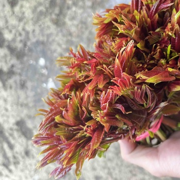 新鲜的红油香椿芽