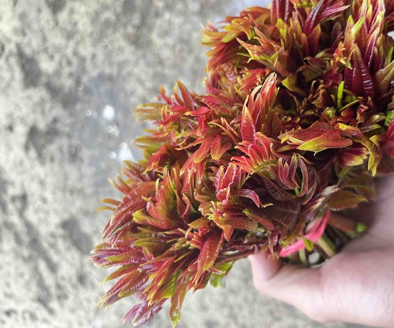 新鲜的红油香椿芽