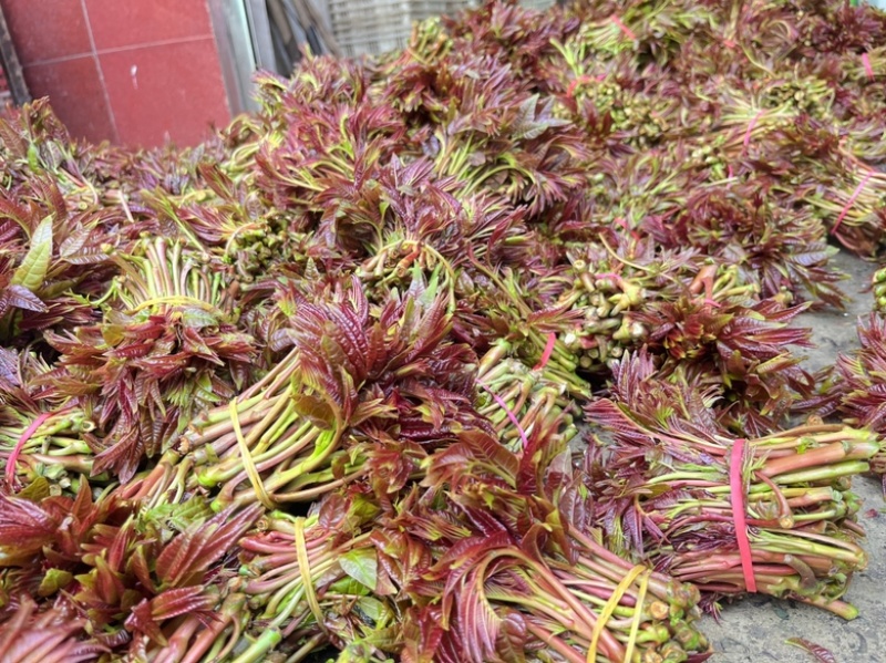 新鲜的红油香椿芽