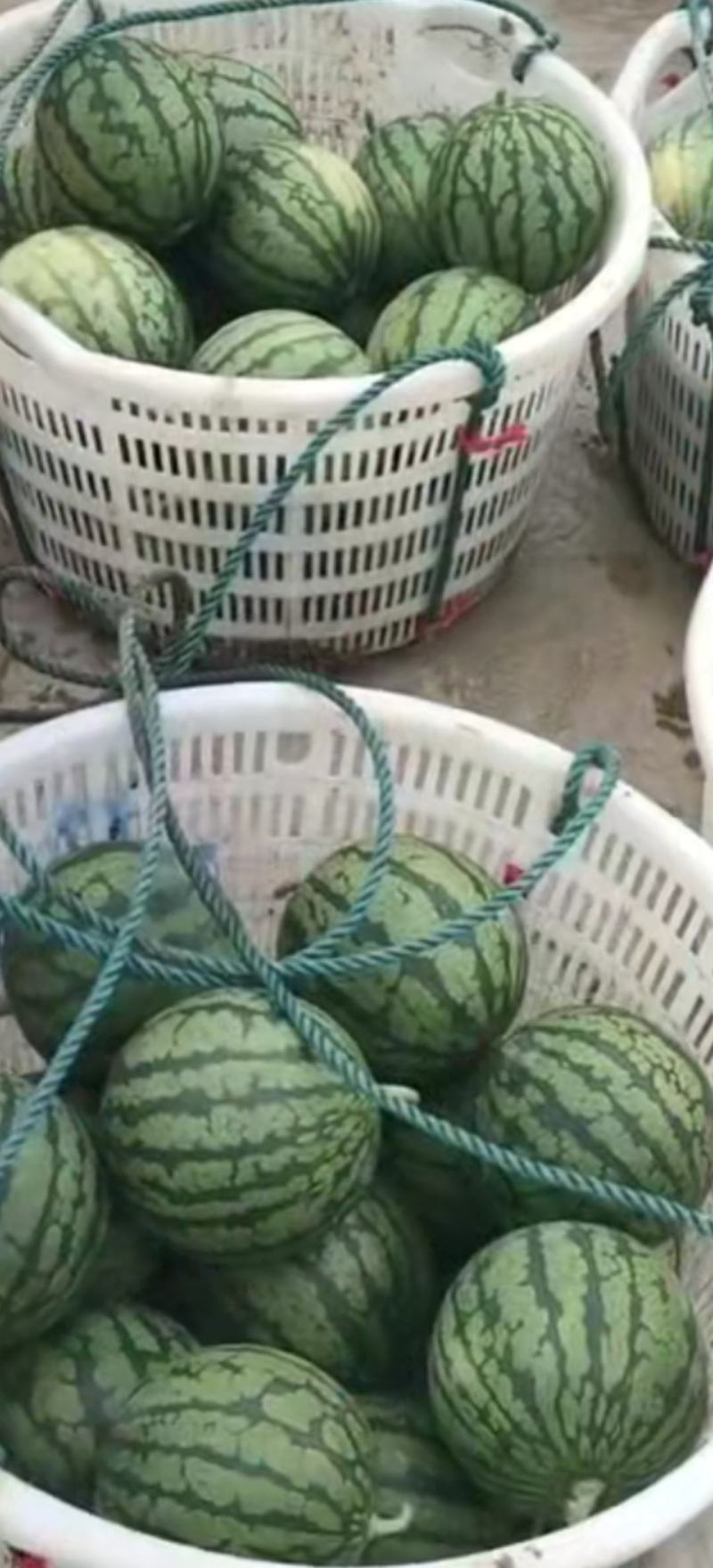 【特小凤西瓜】江苏产地直供一手货源质量保证量大优惠