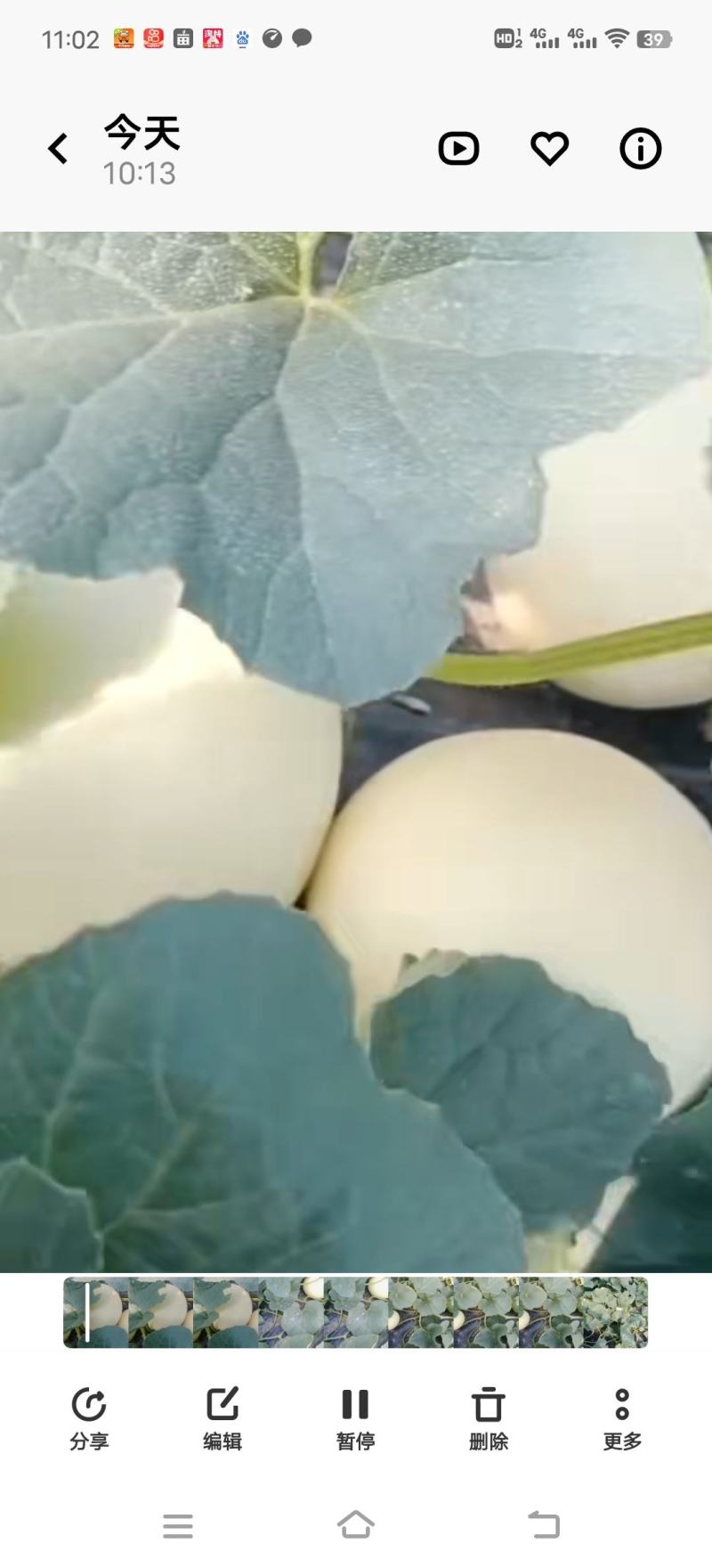 小甜瓜（西伯洛托）