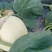 小甜瓜（西伯洛托）