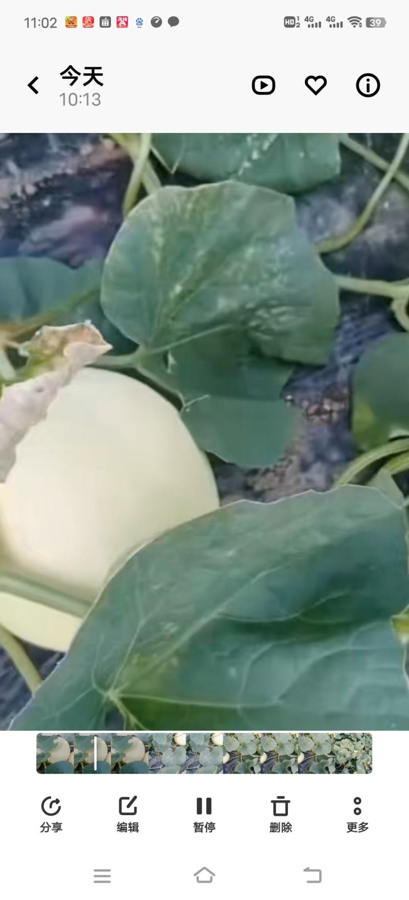 小甜瓜（西伯洛托）