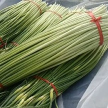 白帽红帽蒜苔，有机花，西兰花，芹菜，韭菜大量有货可代发全