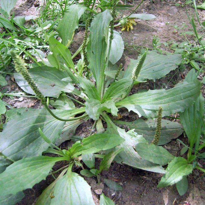 车前草种子，车前子种子野菜中药材车草种子四季蔬菜种植菜园