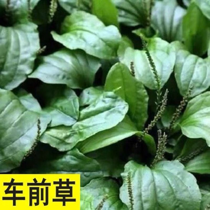 车前草种子，车前子种子野菜中药材车草种子四季蔬菜种植菜园