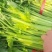 白帽红帽蒜苔，有机花，西兰花，芹菜，韭菜大量有货可代发全