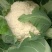 白帽红帽蒜苔，有机花，西兰花，芹菜，韭菜大量有货可代发全