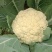 白帽红帽蒜苔，有机花，西兰花，芹菜，韭菜大量有货可代发全