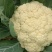 白帽红帽蒜苔，有机花，西兰花，芹菜，韭菜大量有货可代发全