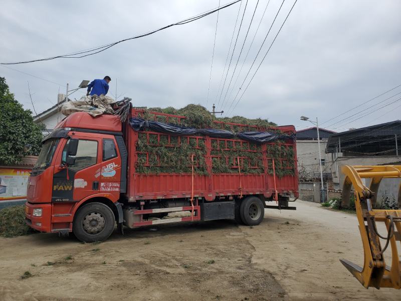 四川细叶麦冬草，公园草坪草一手货源可视频看货