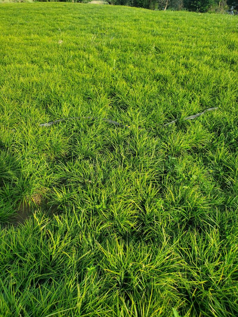 四川细叶麦冬草，公园草坪草一手货源可视频看货