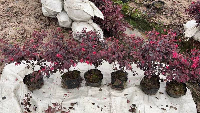 红花继木大杯苗2.8小毛球3.9色块绿篱苗红花继木球